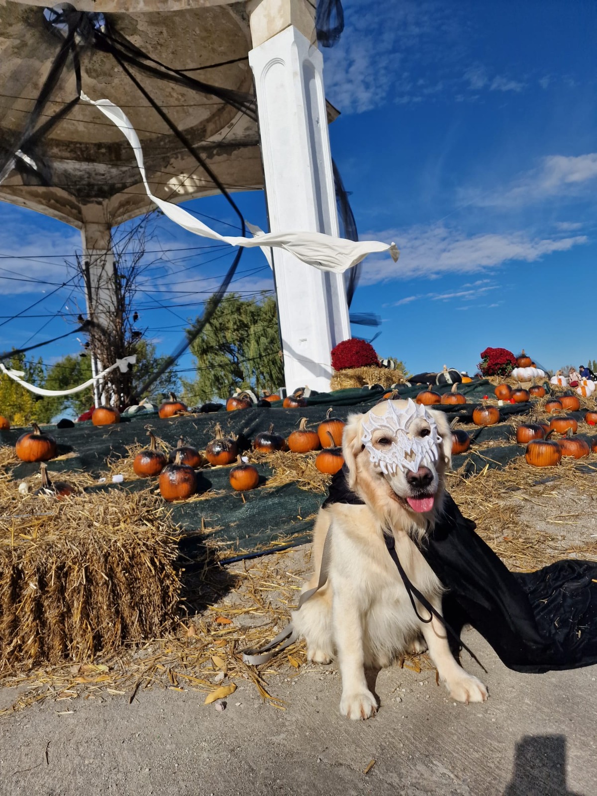 Cel mai mare festival de Halloween din România în cifre peste 80 000